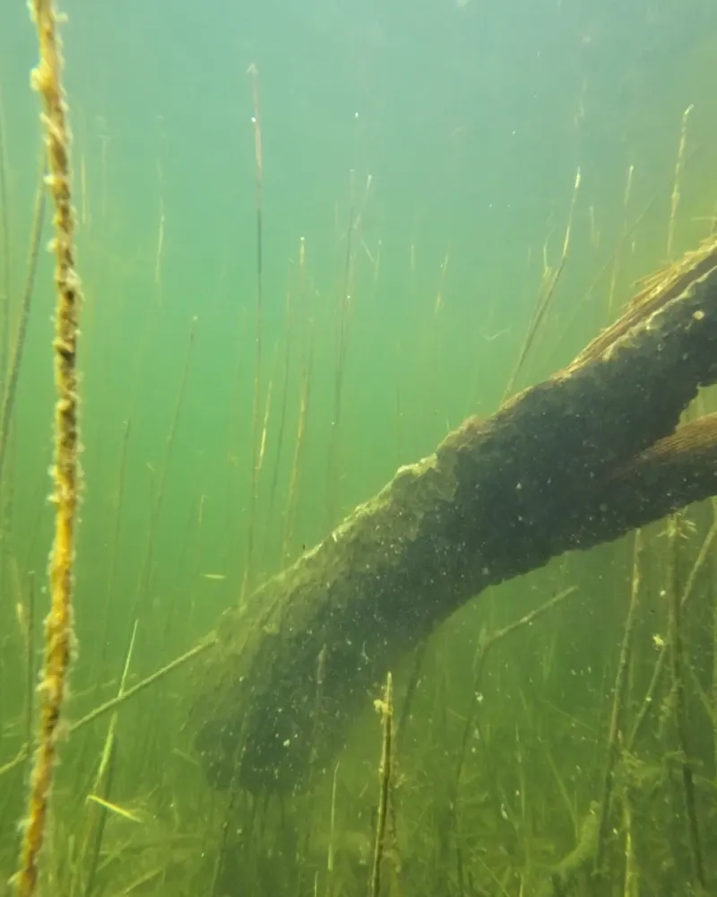 Underwater timber being lifted as a lure is recovered